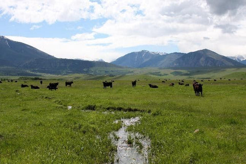 4K Cattle Company - FarmFoods