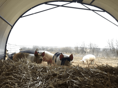 Family N Farm, KS - FarmFoods